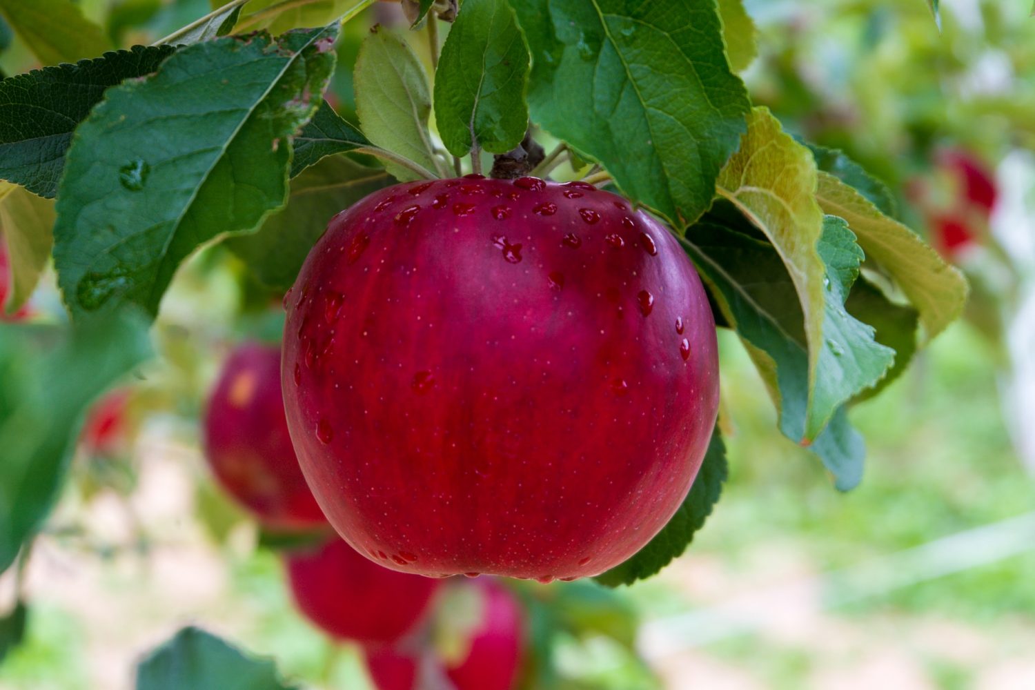 Một quả (trái) táo chứa bao nhiêu calo