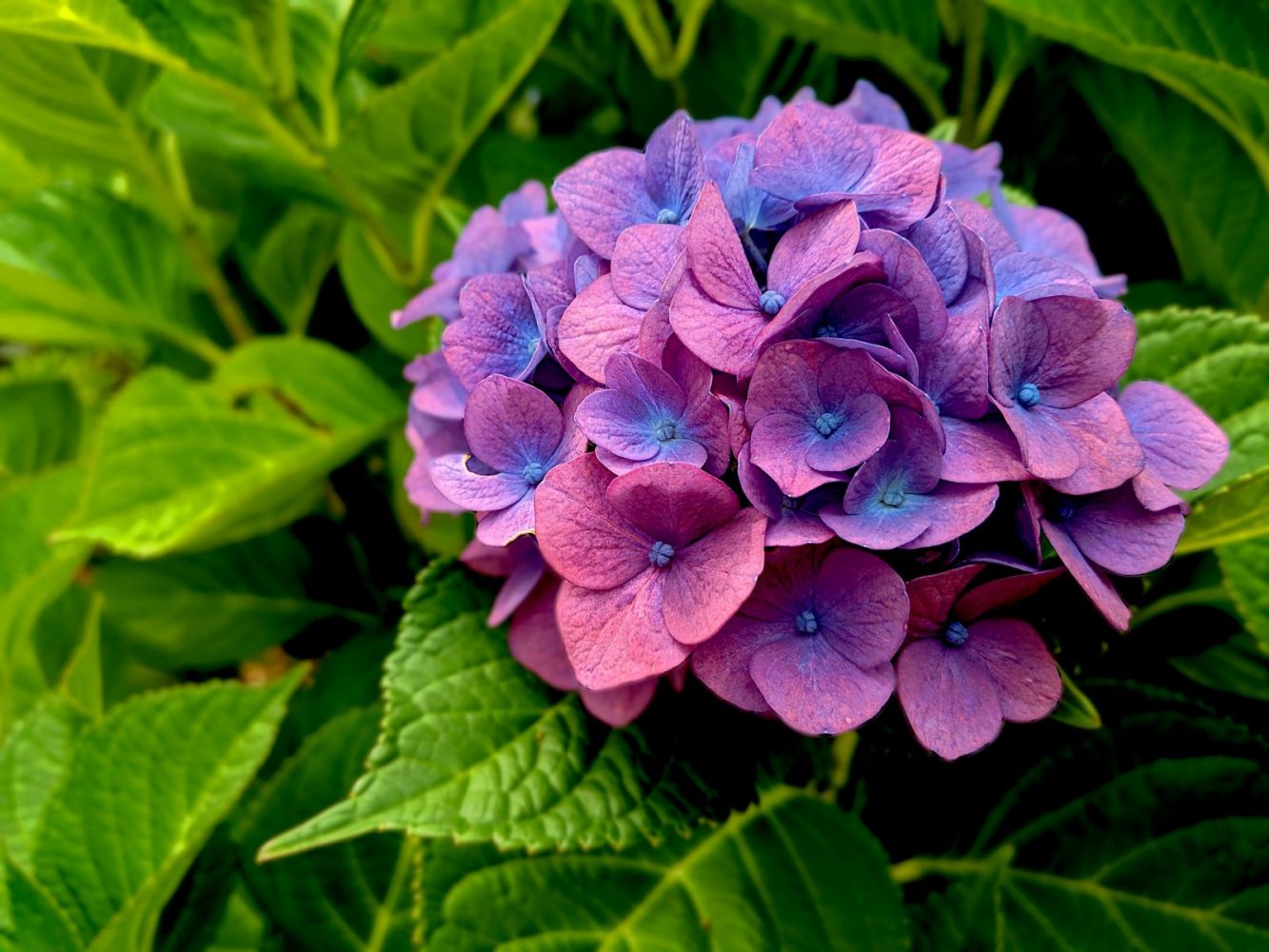 Hoa đẹp nhất thế giới: Hoa cẩm tú cầu